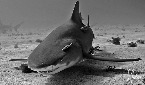 Lemon Sharks like to do their share of sniffing around fo... by Steven Anderson 