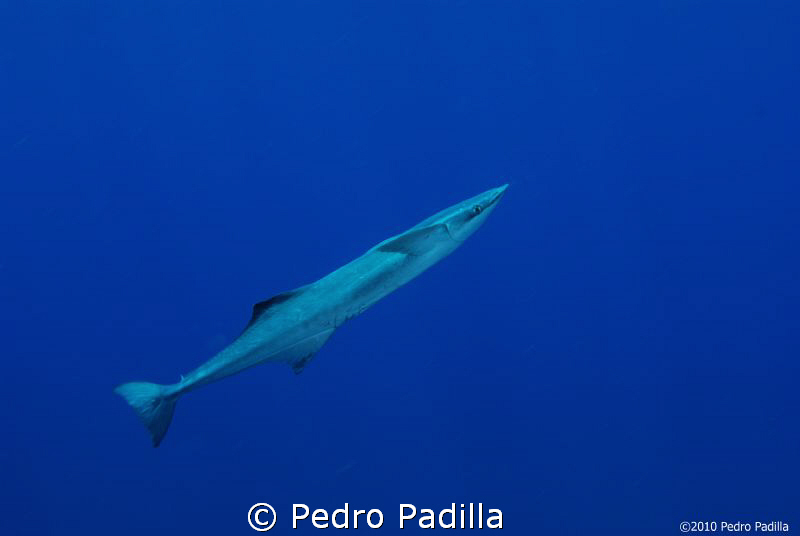 Remora, with Nikon D80 with 15mm lens and TC.
Shoot f/8 ... by Pedro Padilla 