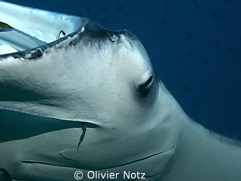 This Manta ray came so near to me, that I just could phot... by Olivier Notz 