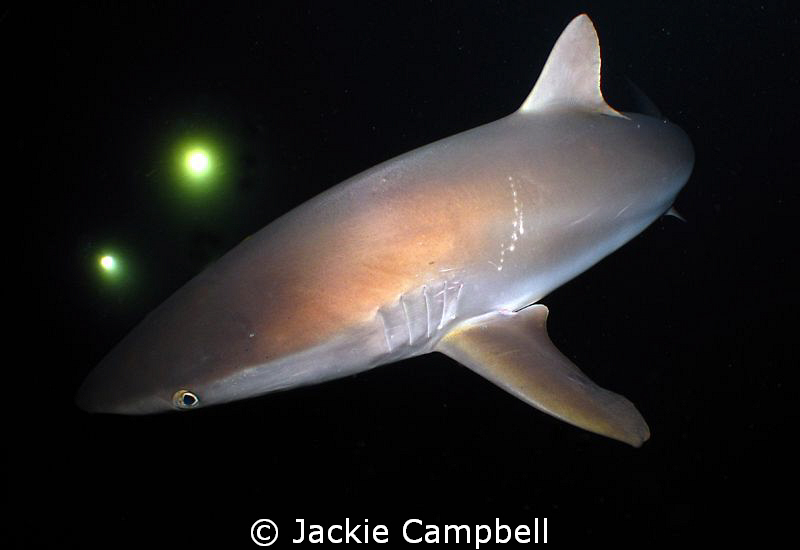 Night diving with sharks is always fun. We had 2 great ni... by Jackie Campbell 