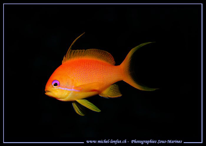Little Damsel Fish in the Red Sea.... Que du bonheur... :... by Michel Lonfat 
