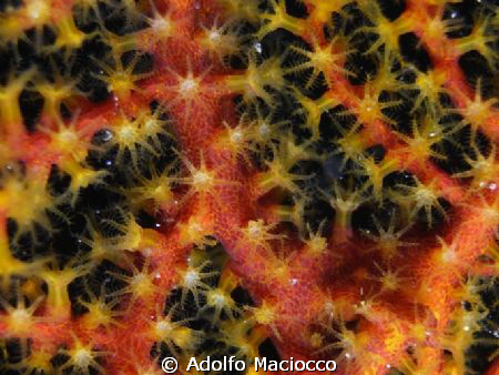 Coral Polyps by Adolfo Maciocco 