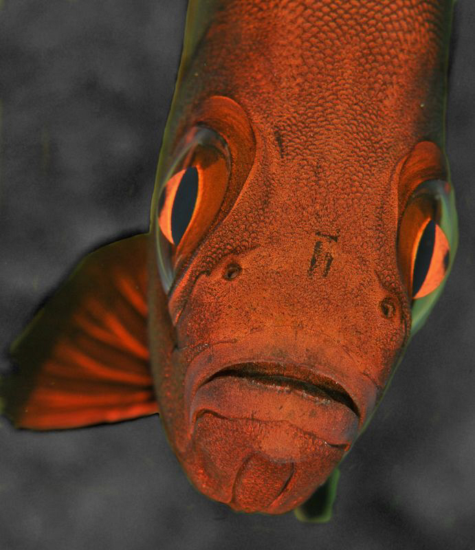 Soldier Fish by Charles Wright 