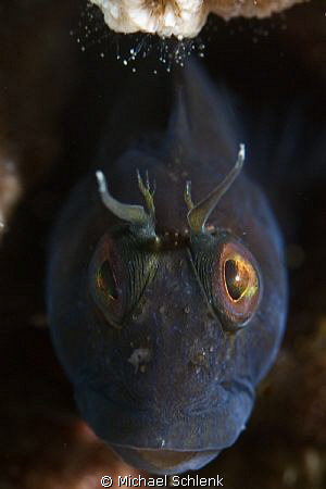 Blenny portrait off the coast of S. Carolina on the wreck... by Michael Schlenk 