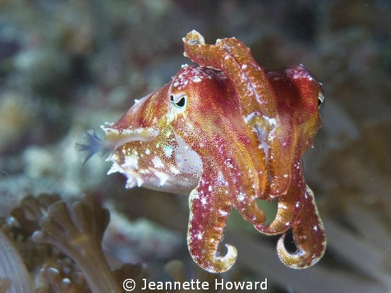 Glowing baby cuttlefish shot in Raj Ampat 60mm by Jeannette Howard 