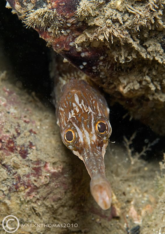 Greater pipefish.
Trefor Pier, N. Wales.
D3 60mm. by Mark Thomas 