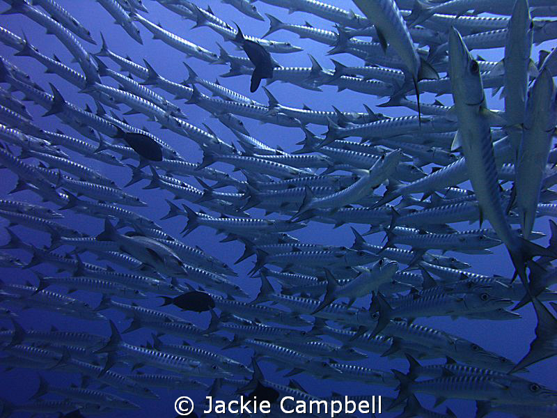 Barracuda Turn.
There really is something special about ... by Jackie Campbell 