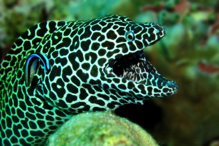 Honeycomb Moray awaiting cleaner wrasse by Paul Colley 