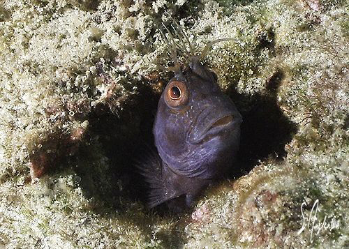 This image of a Blenny was taken at the Blue Heron Bridge... by Steven Anderson 