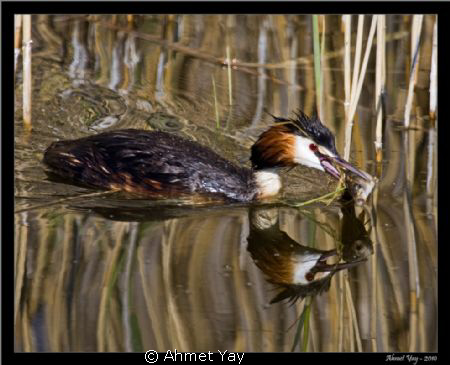 Great Crested Grebe with fish by Ahmet Yay 