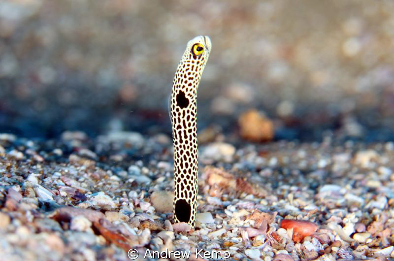 I spy with my little eye : Garden eel. Took 25 minutes of... by Andrew Kemp 