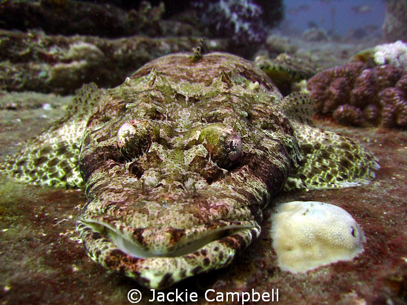 Crocodile fish on the Thistlegorm, taken with Canon ixus ... by Jackie Campbell 