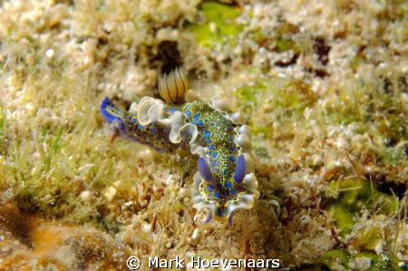 Gold-crowned Sea Godess taken at Front Porch Dive Site in... by Mark Hoevenaars 