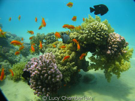A beautiful coral scene, Neweiba 2010 by Lucy Chamberlain 