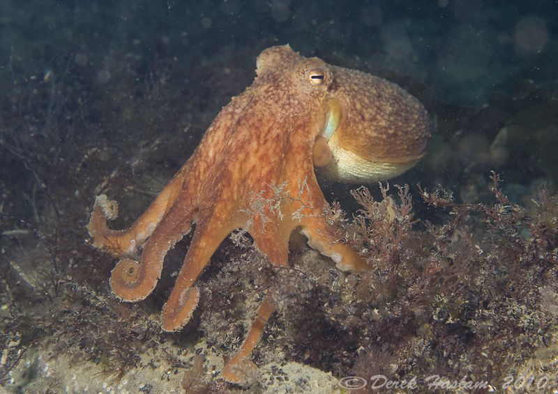 Lesser Octopus. Trefor pier. D3, 60mm. by Derek Haslam 