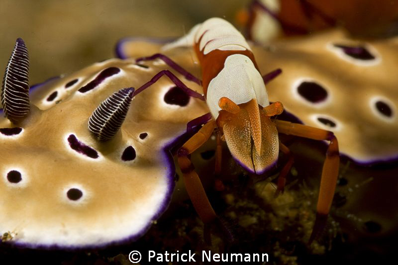 imperator riding a nudi by Patrick Neumann 