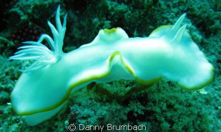 Nudibranch 
I call it Snowflake. ;-) by Danny Brumbach 