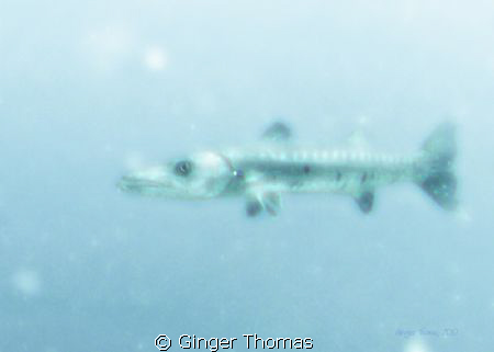 Baracuda photographed at 100ft depth on the Speigel Grove... by Ginger Thomas 
