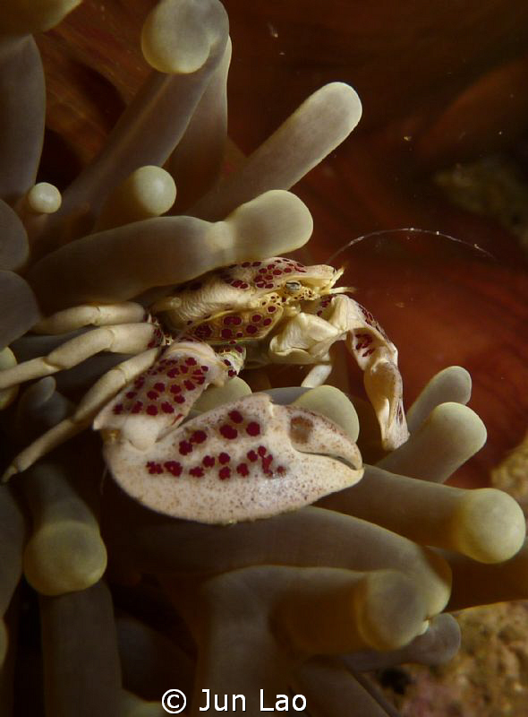 I love porcelain crabs, one of my favorites by Jun Lao 