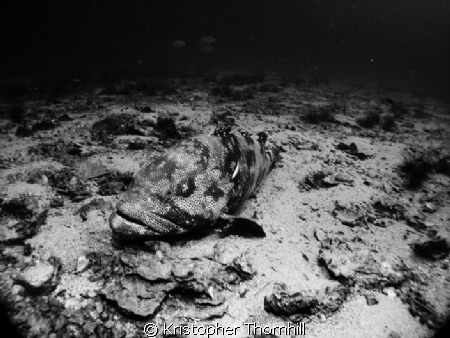 Grouper at Chumphon Pinnacle off of Ko Tao in the Gulf of... by Kristopher Thornhill 
