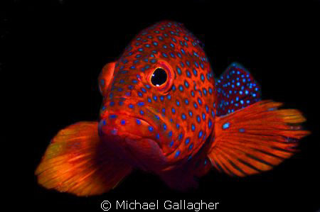 Coral Cod portrait, Sudan - this shot took 20 minutes, mo... by Michael Gallagher 