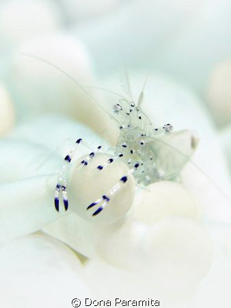 anemone shrimp in white by Dona Paramita 