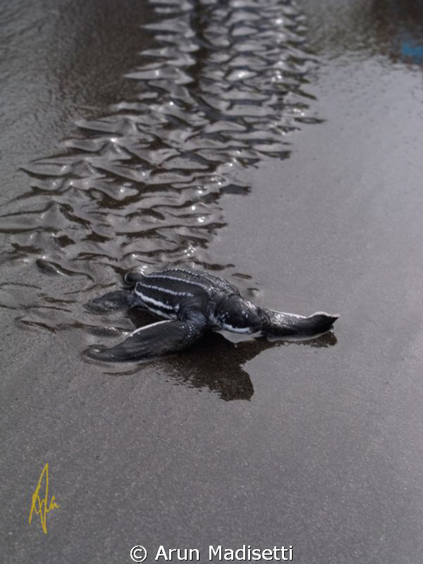 Baby leatherback on the start of the long journey by Arun Madisetti 