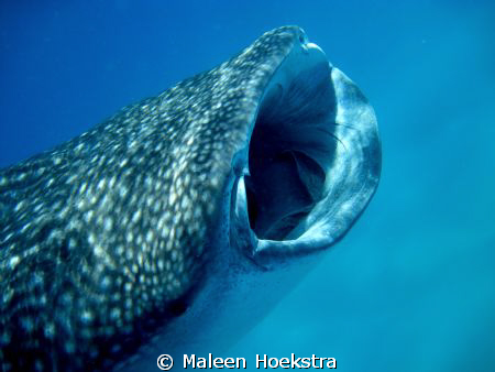 Whale Shark at Whale Shark Alley by Maleen Hoekstra 