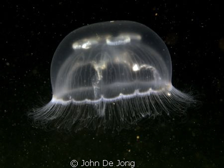UFO !!!!!!

These jellyfish looks like an Ufo in space.... by John De Jong 