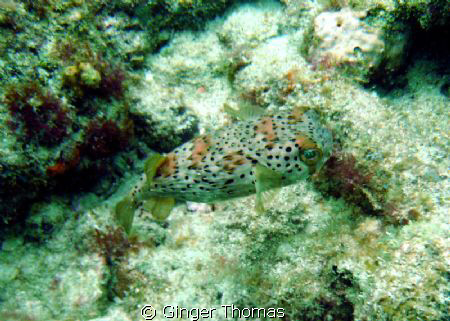 Cute little fellow! I think he's a Balloonfish? I saw him... by Ginger Thomas 