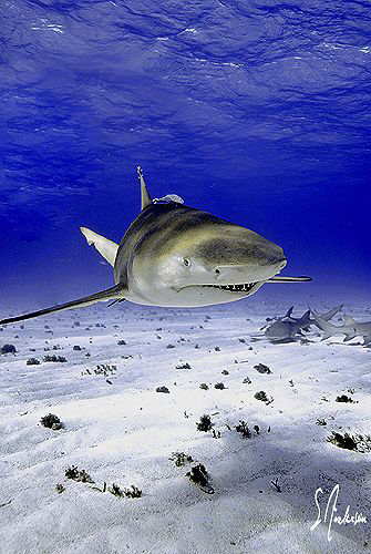 This image is of a Lemon Shark at Tiger Beach in the Baha... by Steven Anderson 
