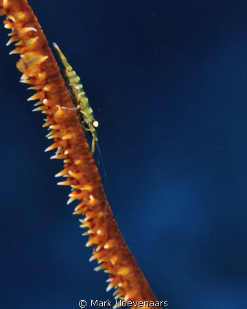Whip Coral Shrimp - taken in Roatán, Honduras with Nikon ... by Mark Hoevenaars 