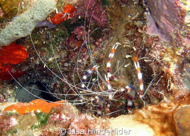 A pair of coral banded shrimp stylin' in their colorful h... by Lisa Hinderlider 