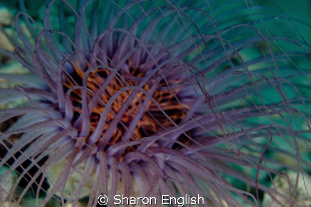 Tube Anemone on the Hideaway House Reef. by Sharon English 
