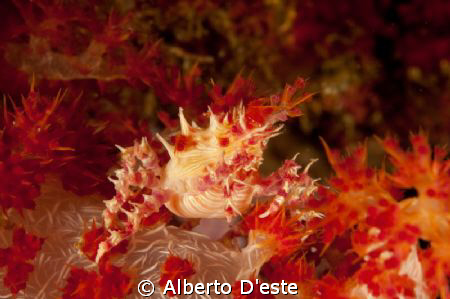 Anemone Crab - Nikon d300 - 105 macro - DS160 by Alberto D'este 