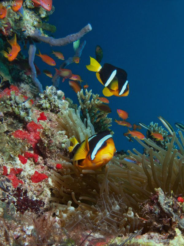 Beautiful marinelife. Canon G10, Dyron 12mm fisheye. by Bea & Stef Primatesta 