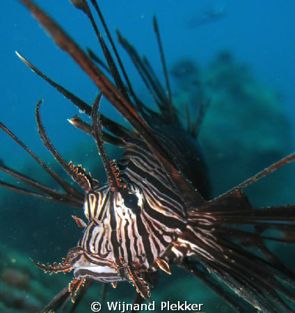 Lionfish in Nha Trang by Wijnand Plekker 