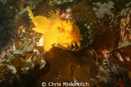 Yellow Sea Raven;  off the Shores of Massachusetts. by Chris Miskavitch 