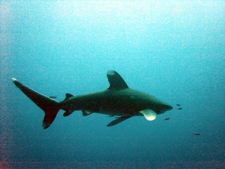 oceanic white tip shark taken in elphingstone in january ... by Dourieu Charles 