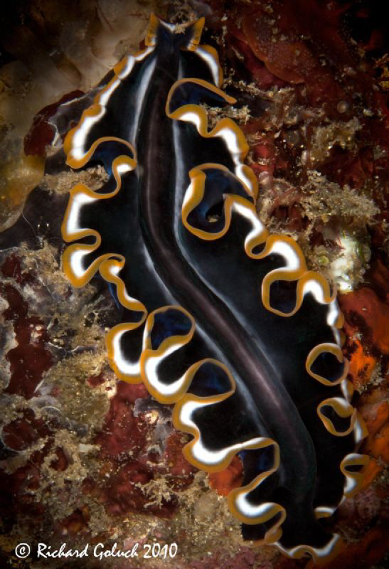 Orange edged black flatworm-Pseudobiceros uniarboresis by Richard Goluch 