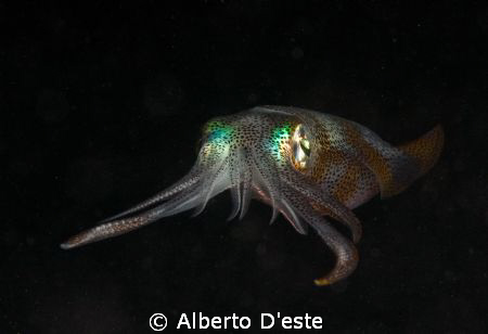 Squid hunting at night . Nikon D300 - 105 macro DS160 by Alberto D'este 