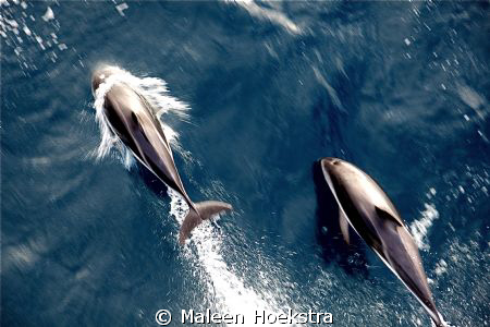 Dolphins playing on bow wave in the Southern Ocean. by Maleen Hoekstra 