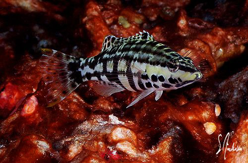 This image of a Harlequin Bass was taken last year during... by Steven Anderson 