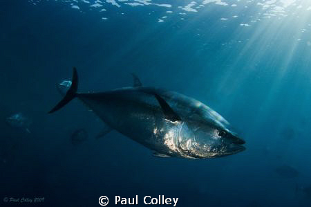 A big Bluefin Tuna. by Paul Colley 