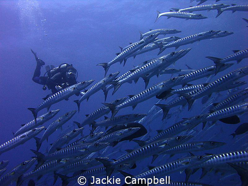 Diver with barracuda.
 by Jackie Campbell 