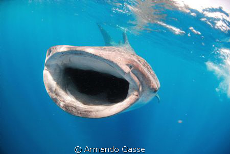Whale shark in the blue by Armando Gasse 