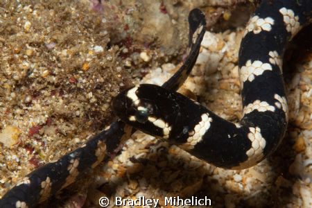 A sea snake laying down to take a nap by Bradley Mihelich 