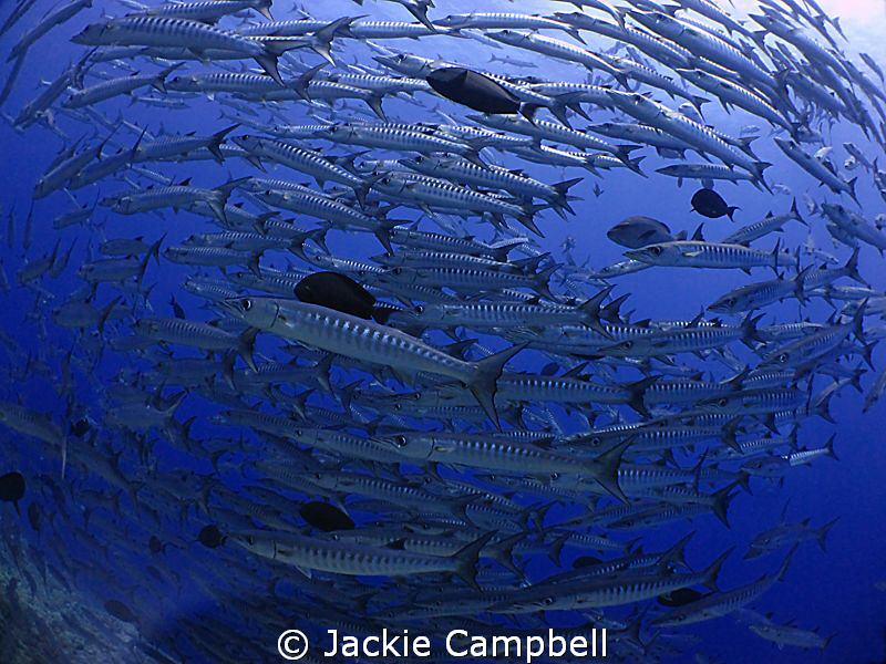 Barracuda ball.
Mwb, canon ixus and fisheye lens. by Jackie Campbell 