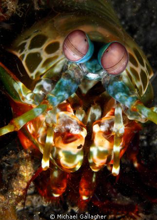 Mantis Shrimp, PNG by Michael Gallagher 