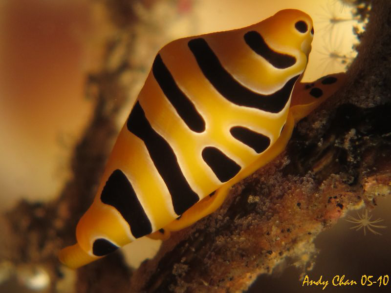 Tiger Cowrie
Canon S 90 + Nikon SB 105 + stacked Inon UC... by Andy Chan 